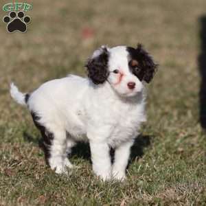 Gumdrop, Cavapoo Puppy